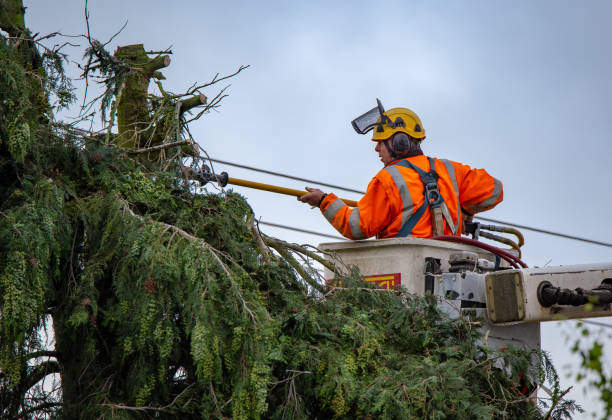 How Our Tree Care Process Works  in  Greenville, PA