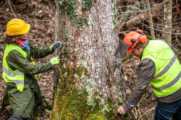 Best Tree and Shrub Care  in Greenville, PA