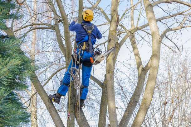Professional Tree Care in Greenville, PA