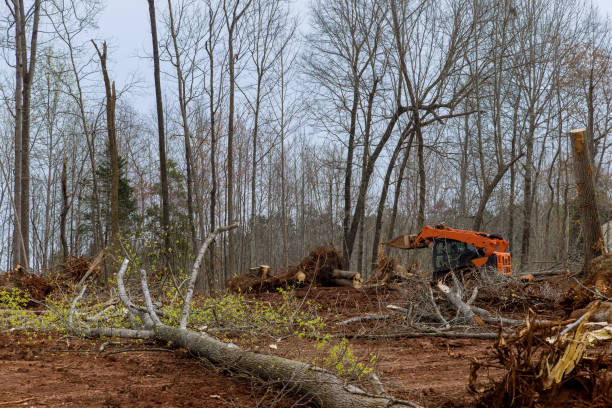 Best Utility Line Clearance  in Greenville, PA