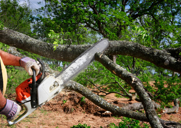  Greenville, PA Tree Care Pros